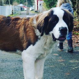 Saint Bernards from Olympic Mountain Saint Bernards