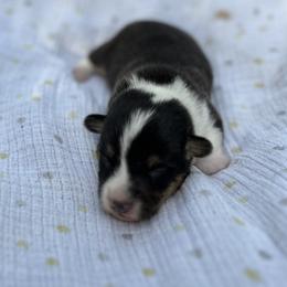 Jeb - Black and tan male Pembroke Welsh Corgi puppy in Hope, Arkansas from Foxy Knoll Farm