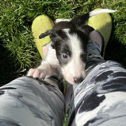Silken Windhound Puppies from Regalant Silken Windhounds