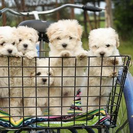 Havanese Puppies from EClair's Havanese and Westies