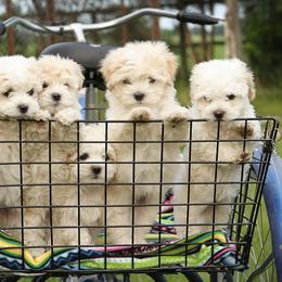 Havanese Puppies from EClair's Havanese and Westies
