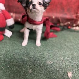 Little bit - Black and white female Chihuahua puppy in St. Louis, Missouri from Lisa's Starlit Chihuahas