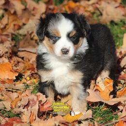 Hunter - Miniature American Shepherd puppy from Faithwalk Aussies and Mini American Shepherds