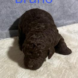 Bruno - Brown and white male Bernedoodle puppy in Battle Creek, Michigan from T-Rose’s Bernedoodle & Pomsky Puppies