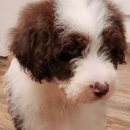 Aussiedoodle and Australian Shepherd Puppies from Holly Ridge Aussies