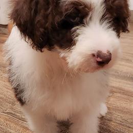 Aussiedoodle and Australian Shepherd Puppies from Holly Ridge Aussies
