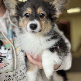 FLUFFY, natural long tail - Pembroke Welsh Corgi puppy from Cooler Farms Corgis