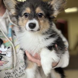 FLUFFY, natural long tail - Pembroke Welsh Corgi puppy from Cooler Farms Corgis