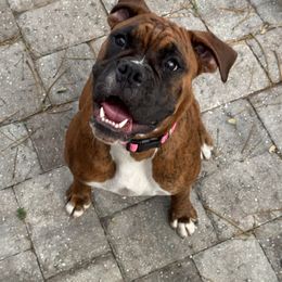 Diva - Boxer