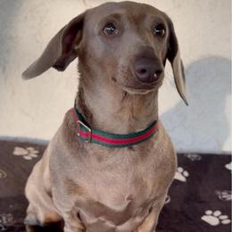 Peanut - Dachshund