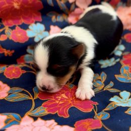 Boy 2 - Black tan and white male Biewer Terrier puppy in Kerhonkson, New York from Arc-en-Ciel Biewers