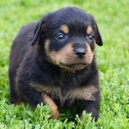 Rottweiler Puppies from Cross Creek Rottweilers