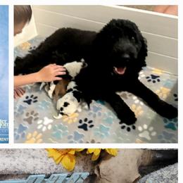 Shuri - Goldendoodle