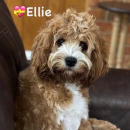 Ellie - Cavapoo