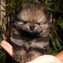 Blue 1 - Orange sable male Pomeranian puppy in Burbank, California from Haus of Pomeranians