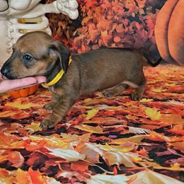 Hermione - Sable female Dachshund puppy in Rio Grande City, Texas from Hounds All Night