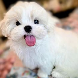Bailey - White female Maltese puppy in Slidell, Louisiana from MeeMee Maltese