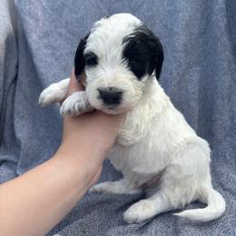 Goose - White and black male Bordoodle puppy in Indianapolis, Indiana from Indiana Bordoodles