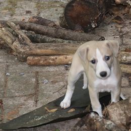 Whippet Puppies from Wise Heart Whippets
