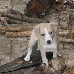 Whippet Puppies from Wise Heart Whippets