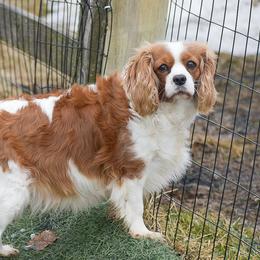 Kayla - Cavalier King Charles Spaniel