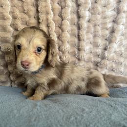 Boy 4 - Dapple male Dachshund puppy in Fieldbrook, California from Honeydox Miniature Dachshunds