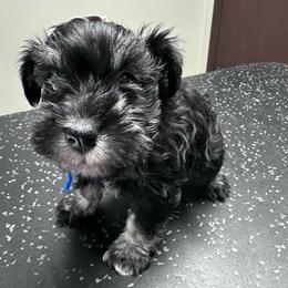 Blue - Black and silver male Miniature Schnauzer puppy in La Fayette, Georgia from Daniels Mini Schnauzers