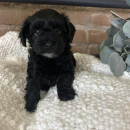 Boy 1 - male Schnoodle puppy in Mona, Utah from Lewis Family Schnoodles