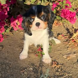 Barnaby - Tri-color male Cavalier King Charles Spaniel puppy in Temecula, California from Diamond Cavaliers