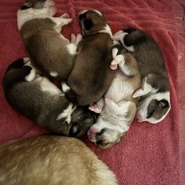 Companion Cross puppies from Queen Creek Chilipoms