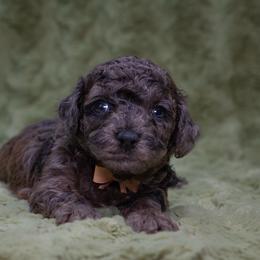 Sienna - Sable female Poodle puppy in Weston, Florida from Miami Toy Poodles
