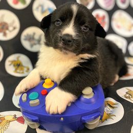 Umber - Cardigan Welsh Corgi puppy in Quinlan, Texas from Fable Cardigan Welsh Corgis