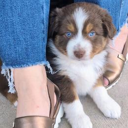 Storm - Red & white female Miniature Australian Shepherd puppy in Harrisonville, Missouri from Trailside Mini Aussies