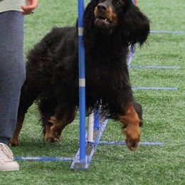 Gordon Setter All Grown Up from Dreamcatcher Kennel