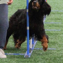 Gordon Setter All Grown Up from Dreamcatcher Kennel