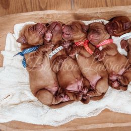 4th Pick Female - Yellow female Labrador Retriever puppy in Mt. Vernon, Texas from Bohlken Labradors