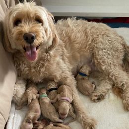 Goldendoodle Puppies from MidCoast Doodles (formerly Marriottsville Ridge Farm)