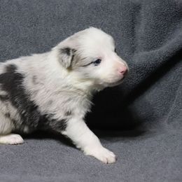Oscar - Slate merle male Border Collie puppy in Richmond, Maine from Lil Maine Border Collies