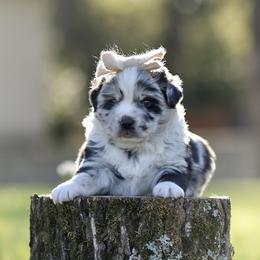 Juliet - Blue merle female Miniature Australian Shepherd puppy in White Oak, Texas from Triple Lake Ranch Miniature Australian Shepherds
