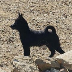 Falling River -upcoming 2027-2028 - Schipperke