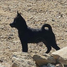 Falling River -upcoming 2027-2028 - Schipperke