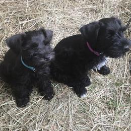 Border Collie and Miniature Schnauzer Puppies from Circle R Sidney