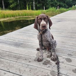 Green - Liver and white German Shorthaired Pointer puppy in Gerald, Missouri from Showme GSPs