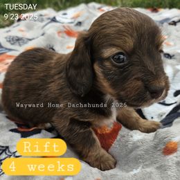 Rift - Chocolate and tan male Dachshund puppy in Harrodsburg, Kentucky from Wayward Home Dachshunds