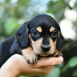 Sophia - Black and cream female Dachshund puppy in Youngstown, Florida from Paradox Dachshunds
