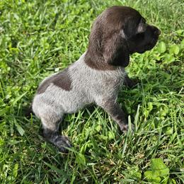 German Shorthaired Pointer Puppies from Erin McGhee