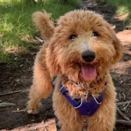 Aussiedoodles, Bernedoodles, Goldendoodles, and Poodles from Kingsfield Doodles