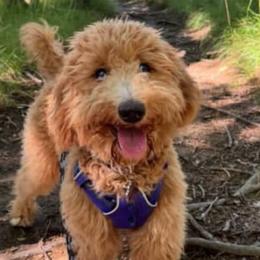 Aussiedoodles, Bernedoodles, Goldendoodles, and Poodles from Kingsfield Doodles