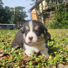 Pembroke Welsh Corgi Puppies from McMillion Corgis