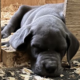 Great Dane Puppies from BkB’s House of Danes